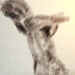 nude_gesture_8.jpg (84272 bytes)